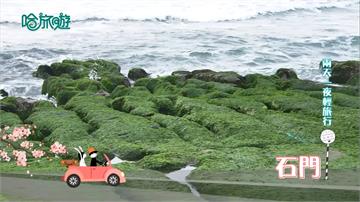 《哈旅遊》觀賞綠色的海上煙火 四五月正當時！