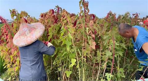 台東紅藜產量大豐收！　農民採收樂開懷