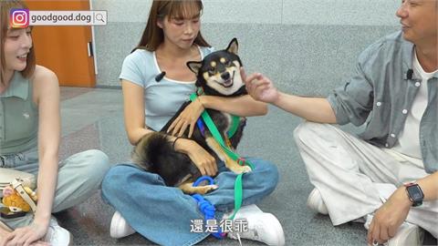 天使黑柴誰都能牽著走？主人見這幕心碎喊：晴天霹靂