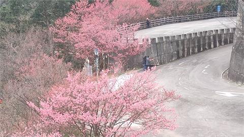 走春參拜祈福好去處　苗栗協雲宮櫻花綻放