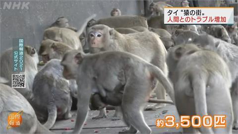 猴比人多！　遊客頻餵食　泰國華富里府猴群暴增千隻