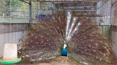 青花瓷孔雀換羽後！　藍白「瓷裂感」羽翼開屏令人驚艷