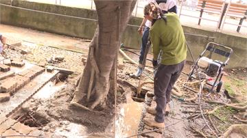 搶救老樹、改善排水！年輕社區規畫師與樹醫共同努力