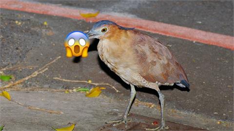 台灣常見「大笨鳥」30分鐘狂嗑7小強！網見「蟑螂剋星」狂讚：我的超人