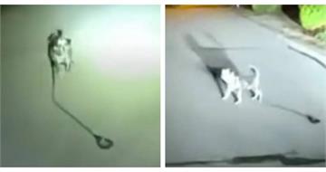 忠犬半夜攔警車不是亂跑！帶路半條街　救出倒地主人
