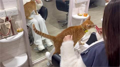 開到半夜的「夜貓美髮店」　親人「招財貓」賣萌攬客