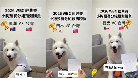 經典賽／前3戰勝負100%全命中！神準片段流出「最後一戰」靈犬這樣選