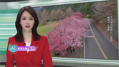 敏熙報氣象／冬季嚴寒「高山櫻花大遲到」 武陵農場花季228連假開鑼