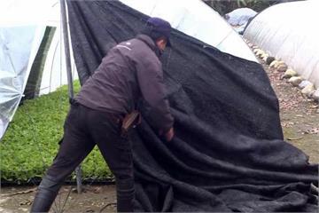 寒流發威冷颼颼 農民幫秧苗「蓋被子」抗寒