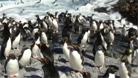 南極冬季海冰面積創新低　恐衝擊皇帝企鵝生存