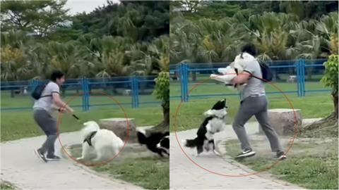 影／邊牧騰空「飛咬薩摩耶」震撼片曝！攻擊性犬「1情況」最高罰15萬