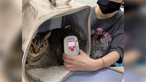 快新聞／貓狗主人快看！明年起強制要求寵物登記、植入晶片　罰款金額曝光