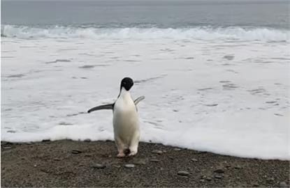 南極企鵝迷途3000公里　現蹤紐西蘭被誤認玩偶