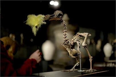 17世紀絕種「不會飛的渡渡鳥」有望復活　專家：已得古代DNA定序