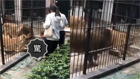 中國女童餵獅遭抓褲腳！30秒「猛拖進籠」畫面瘋傳…網轟：為何跨越圍欄？