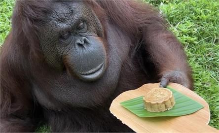壽山動物園歡慶中秋　黑猩猩飛撲吊床品嚐月餅及紅柚