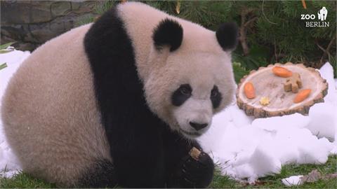 德國動物園慶耶誕！日本龍鳳胎貓熊下個月見客
