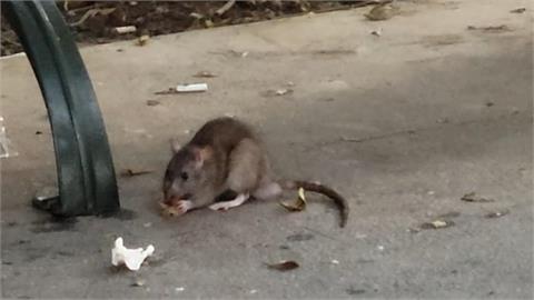 大安里長轟鼠患清消.投藥"無SOP" 蔣萬安:持續宣導