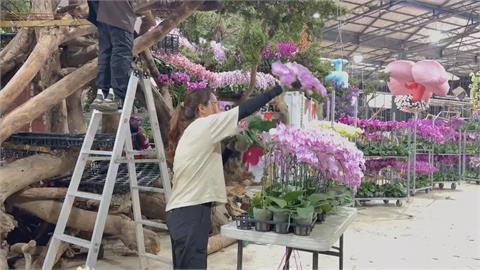 蝴蝶蘭銷美零關稅恐生變？　蘭花農不擔心強調相信政府
