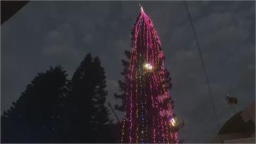 高度23公尺！ 全台「真耶誕樹」這棵最高苗栗通霄平安夜點燈