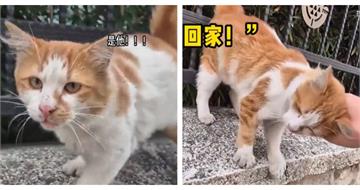 分手後前任竟把貓丟公園！隔許久意外重逢　牠「還記得熟人」惹鼻酸