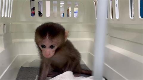 網售台灣獼猴幼崽開價1萬！　警方、志工追緝成功救回