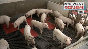 日本典型豬瘟疫情擴大！5縣市傳感染