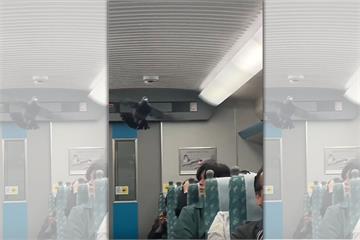 搭高鐵驚見鴿子乘客車廂內亂飛　網笑：牠有買早鳥票