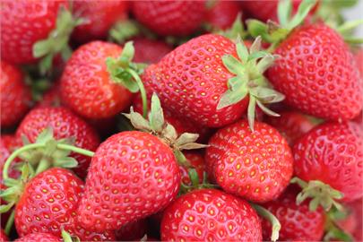 美國下架疑藏A肝冷凍草莓　食藥署：與台灣進口批號不同