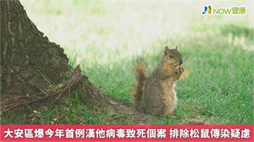 大安區爆今年首例漢他病毒致死個案 排除松鼠傳染疑慮