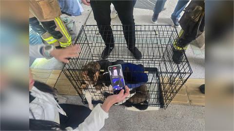 香港大埔宏福苑大火 消防員冒險救出9貓1狗感動網友