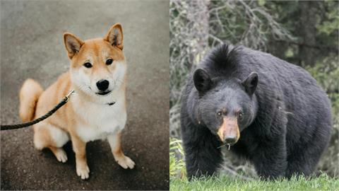 日頻傳愛犬遭熊襲「內臟被吃下肚」！獸醫揭密：最愛「2器官」助冬眠