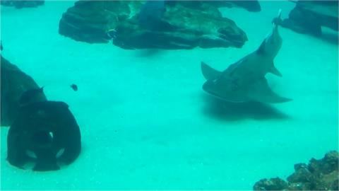 台灣與美國喬治亞水族館合作　極度瀕危「飯匙鯊」10年復育計畫