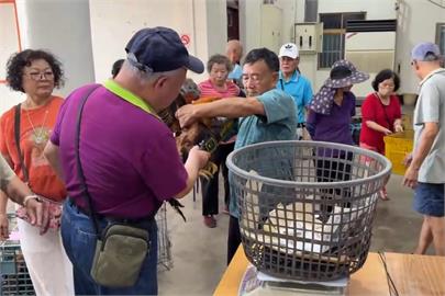 快新聞／雞也過安檢？苗栗「聖帝廟」大雞比賽　出動「金屬探測器」檢驗