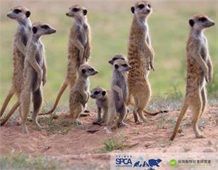 農業部擬開放狐獴飼養　動保團體籲禁養防止生態浩劫