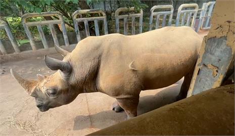 犀牛「艾瑪」遠嫁日本３週年　六福村耗時２年擬訂運輸計畫