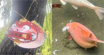 景區錦鯉被遊客餵成「豬鯉」！　園方急掛告示牌「再餵就嘎了」