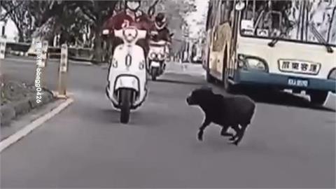 屏科大"校狗暴衝"撞翻車! 騎士慘摔四肢擦挫傷