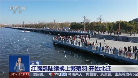 紅嘴鷗春天遷徙中國雲南撫仙湖　遊客為拍照「強抓」惹議
