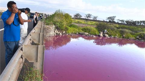 乾旱鹽度過高「這種」細菌猛滋長　夏威夷州池塘變粉紅色