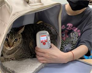 家貓登記緩衝期將屆滿 新北動保處籲飼主盡速完成植晶片