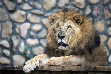 壽山動物園非洲獅「二哥」高齡23歲離世 換算人類已百歲