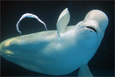 島根縣水族館2白海豚懷孕　寶寶估6到9月間誕生　園方準備迎新生命