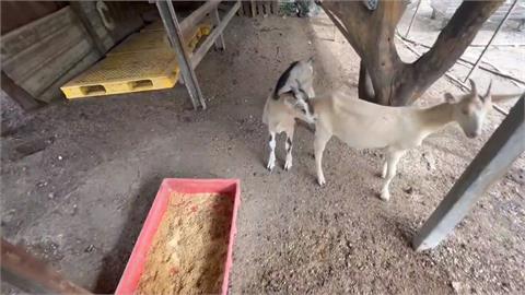 彰化羊群暴斃！疑土地糾紛　飼主控地主疑下藥毒死羊