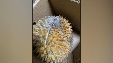 誰負責？　花近4千買榴槤竟發霉　控店家不退費還踢群