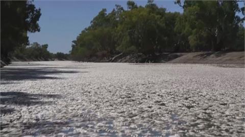 生態危機？澳洲小鎮驚見百萬條死魚　「翻肚魚屍」詭異漂河面景象曝光　