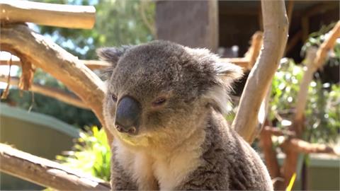 可愛動物過耶誕！　澳洲奉上大餐款待無尾熊、袋鼠