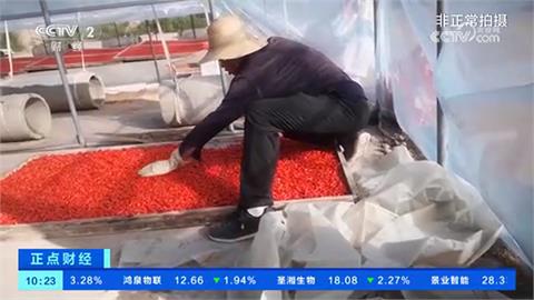 中國官媒央視披露！甘肅等地以工業硫磺燻製枸杞　食用過量危及腎功能
