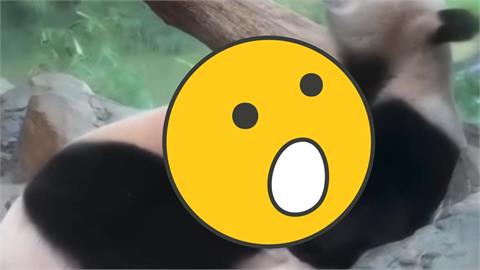 動物園「親密0遮互動片」被PO網！整頭埋進去…網驚：我到底看什麼