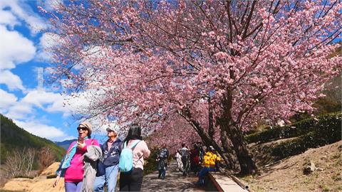 一秒到日本！　武陵農場櫻花吸數十萬旅客爭睹